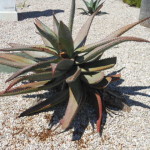 agave