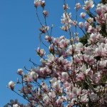 magnolia