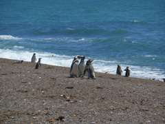 valdes pinguini